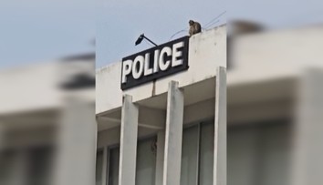 VIDEO: Chaos na policajnej stanici. Napadli ju stovky opíc