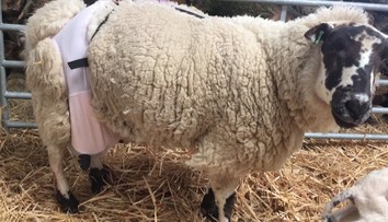 Ovci s vyťahanými vemenami zachránila život ľudská podprsenka