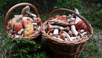 Chodievate na huby? Tu je niekoľko rád od skúseného mykológa