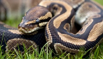 Objavili najdlhšieho voľne žijúceho hada sveta. Gigant z Indonézie láme rekordy