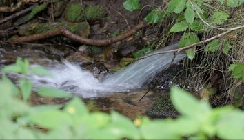 Raky, ktoré uhynuli v centre Vysokých Tatier, zrejme niekto otrávil