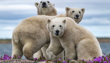Slovák nazýva Arktídu svojím domovom: Fotograf žije medzi polárnymi medveďmi