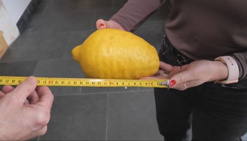 V Dubnickom kaštieli pokračujú v tradícii pestovania citrusov. Úroda ich poriadne prekvapila