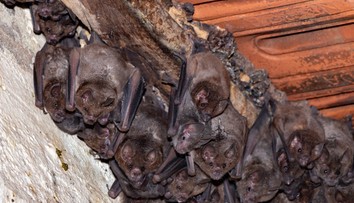 Dieťa uhryzol netopier, rodičia za lekármi nešli. Skončilo sa to tragicky