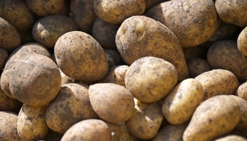 Jedna zo základných potravín výrazne zlacnie. Hlásia jej obrovský prebytok