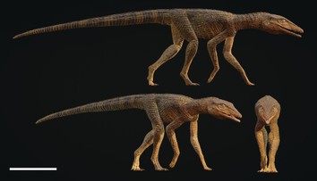 Ako kríženec medzi aligátorom a chrtom. Vedci objavili nový druh pravekého krokodíla, ktorý vynikal rýchlosťou