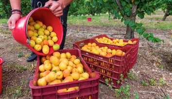 Marhuľový sad zíva prázdnotou. Pre slabú úrodu nemohli otvoriť samozber