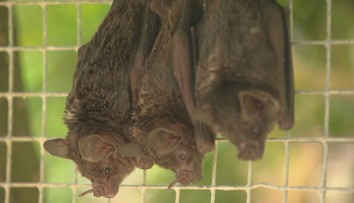 Manželka bola najprv proti. Slovák chová netopiere ako domáce zvieratá