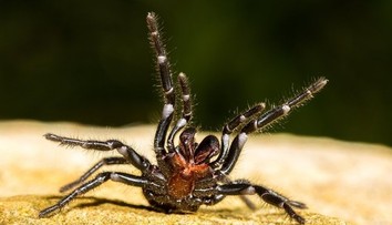 Smrteľne jedovaté, no vedia zachrániť život. Austrálčania zbierajú pavúky, majú na to dobrý dôvod