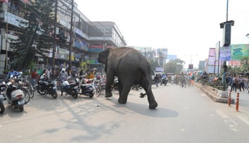 Nepolapiteľný slon zabil v Indii už 22 ľudí. Všetky pokusy o jeho uspanie sa skončili neúspechom