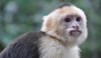 Pestúnka čelí obvineniam z obchodovania s dieťaťom. Podľa polície ho mala vymeniť za opicu