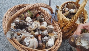 Začala sa hubárska sezóna, z týchto lokalít sa určite nevrátite naprázdno