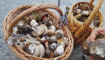Začala sa hubárska sezóna, z týchto lokalít sa určite nevrátite naprázdno