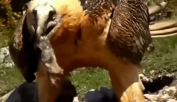 Na Slovensku sa nečakane objavilo zviera, o ktorom kolujú strašidelné mýty