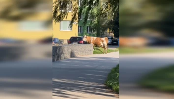 VIDEO: Mysleli si, že sa im sníva. Po sídlisku v Košiciach pobehovala krava