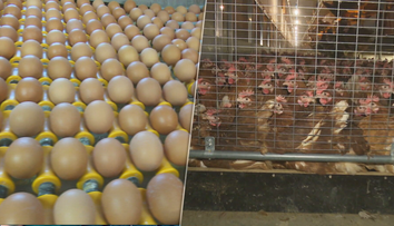 Po vajciach prídu na rad kurčatá? Hrozí zákaz aj zdražovanie