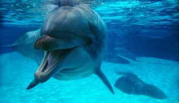 VIDEO: Pokojné chvíle na vode prerušila veľká rana. Na loď im doskočil 400-kilogramový delfín