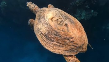 VIDEO: Nechutný čin v Egypte. Turista, pravdepodobne z Česka, vyryl svoje meno do panciera korytnačky