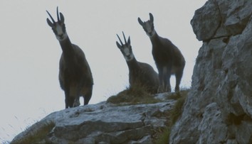 Nik netuší, kedy a či sa vôbec pokles zastaví. V Tatrách na stovky ubúda kamzíkov