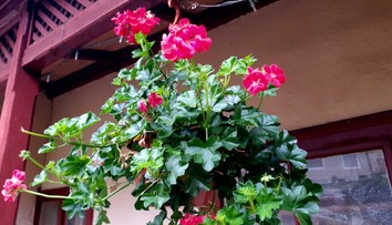 FOTO: Decembrové počasie prekvapuje. Pánovi Tiborovi na terase kvitnú muškáty aj jahody