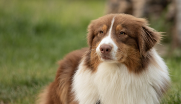 Pýšia sa skvelou kondíciou a pevným zdravím: Týchto 10 plemien psov veterinárka vída v ordinácii najmenej