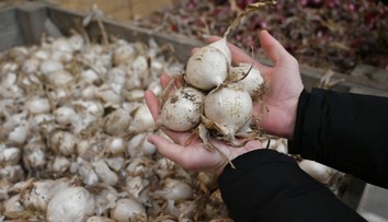 Farmár predáva cibuľu za smiešnu cenu. Ak sa nepredá, musí ju zaorať. Dôvodom sú absurdné výkupné ceny
