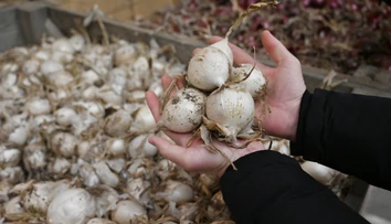 Farmár predáva cibuľu za smiešnu cenu. Ak sa nepredá, musí ju zaorať. Dôvodom sú absurdné výkupné ceny