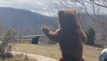 VIDEO: Muž chcel z pozemku odplašiť otravného medveďa. Jeho netradičná stratégia sa stala virálnym hitom