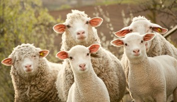 Stádo oviec spásalo takmer 300 kilogramov konope. Skákali vyššie ako kozy