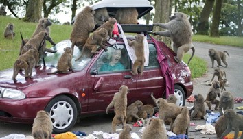 Paviány v safari parku mali spozorovať s nožmi a skrutkovačmi. Vedenie zaradienia to odmieta