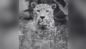 Smutná správa zo ZOO Bojnice. Po 19 rokoch sa navždy rozlúčili s leopardom Hassanom