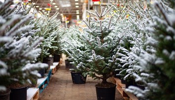 Aký vianočný stromček je najvhodnejší? Odborníčka prezradila ekologickú alternatívu