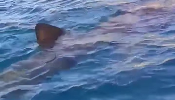 VIDEO: Zdesenie v chorvátskych vodách. Okolo lode plnej turistov krúžil obrovský žralok