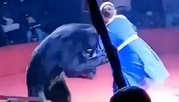 VIDEO: Dramatické chvíle pred zrakom detí. Medveď v cirkuse napadol tehotnú krotiteľku