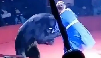 VIDEO: Dramatické chvíle pred zrakom detí. Medveď v cirkuse napadol tehotnú krotiteľku