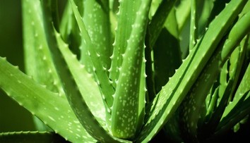 Účinný pomocník v boji proti Alzheimerovej chorobe. Obľúbenú rastlinu niektorí používajú každý deň