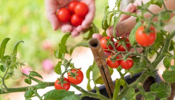 Pestujete rajčiny? Pozor na najčastejšie chyby, ktoré robia záhradkári