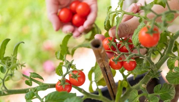Pestujete rajčiny? Pozor na najčastejšie chyby, ktoré robia záhradkári