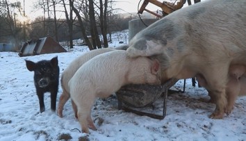 Kauza dotácií na šesť prasiat v rodinnej firme štátneho tajomníka: Na jedno išlo až 4 500 eur