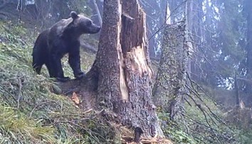 Prievidza sa mení na divočinu: Po diviakoch trápia obyvateľov medvede, sú tu premnožené