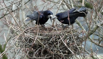 V zábavnom parku vo Francúzsku budú po turistoch upratovať havrany