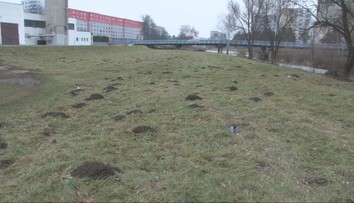 Krtkovia vo Svidníku zmenili zásadným spôsobom správanie. Môžu za to teplé zimy