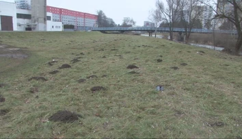 Krtkovia vo Svidníku zmenili zásadným spôsobom správanie. Môžu za to teplé zimy