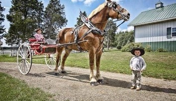 Svet prišiel o najvyššieho koňa z Guinnesovej knihy rekordov. Big Jake mal 20 rokov