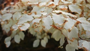 Ako auto bez motora. Unikátny strom v Česku, ktorý na prvý pohľad popiera zákony prírody, fascinuje vedcov