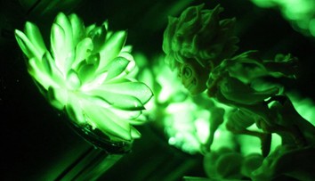 FOTO: Zeleň namiesto pouličných lámp? Vedci vyvinuli spôsob, ako vytvoriť svietiace živé rastliny