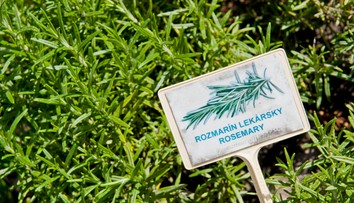 Zdravotné výhody rozmarínu: Stredomorská bylina totiž ponúka viac, než by ste čakali