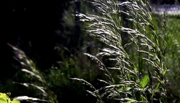 Alergici, pozor. Peľ brezy je stále veľmi silný a prichádza ďalší problém