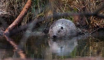 Bobry predbehli štát a ušetrili mu desiatky miliónov. Vodné dielo v českých Brdoch zaujalo novinárov z celého sveta
