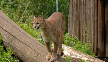 Nečakaná dráma. Na chlapca (5) pred domom zaútočila puma, matka sa jej postavila holými rukami
